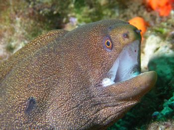 Goldentail Eel, Dominica April 2004. Nikon Coolpix4500  w... by Greg Kopp 